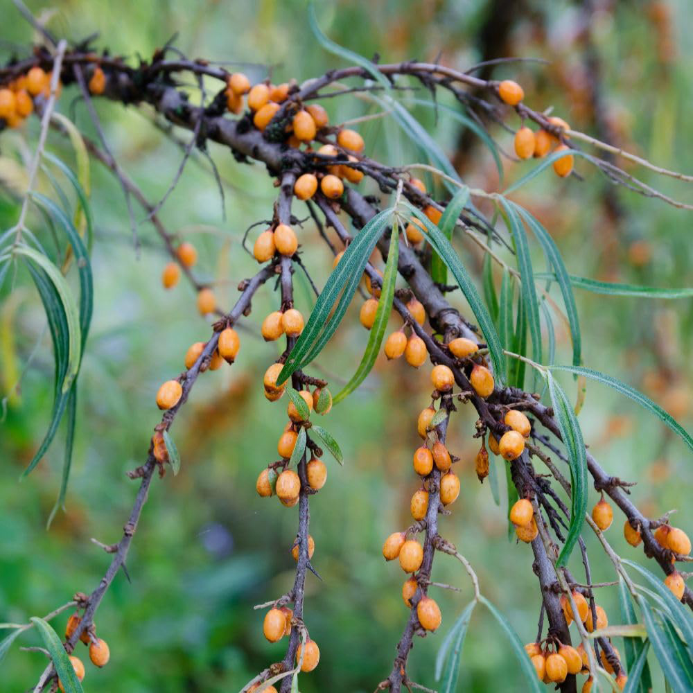 Thompson and Morgan Hippophae Rhamnoides Leikora Plant Pot 12L Image 1