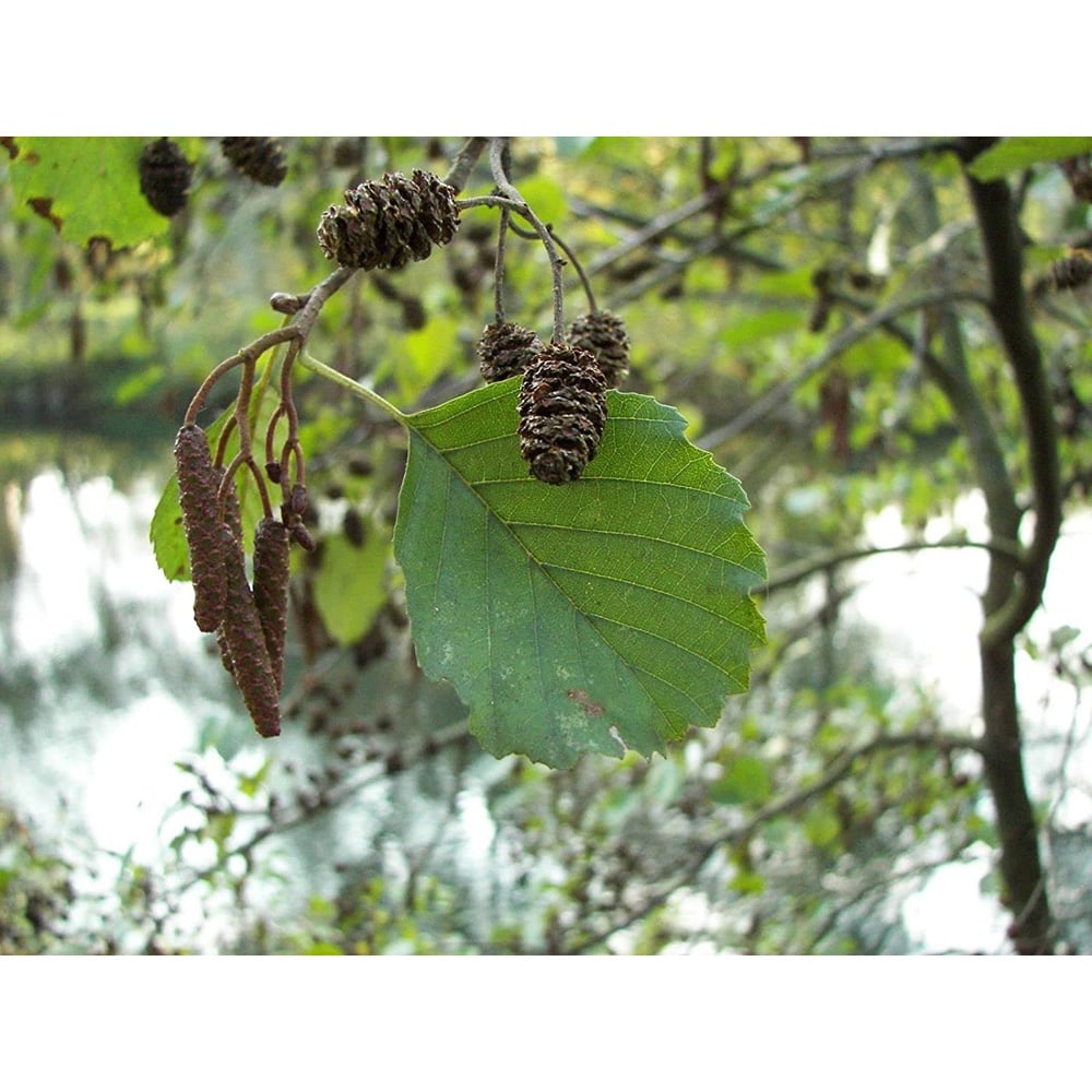 Inspirational Gifting Alder Bare Root Hedge Plant Sapling 2-3ft 5 Pack Image 5
