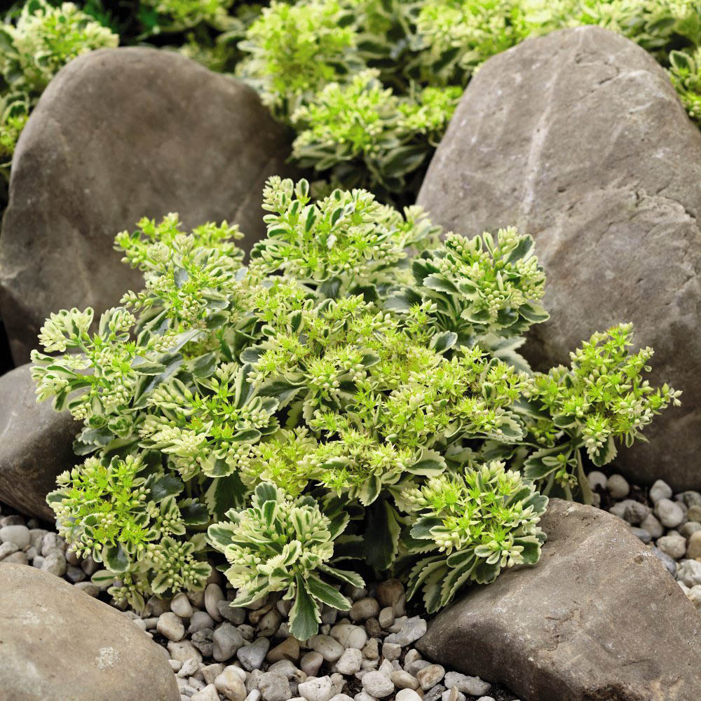 Thompson and Morgan Sedum Atlantis Plant Pot 9cm Image 3
