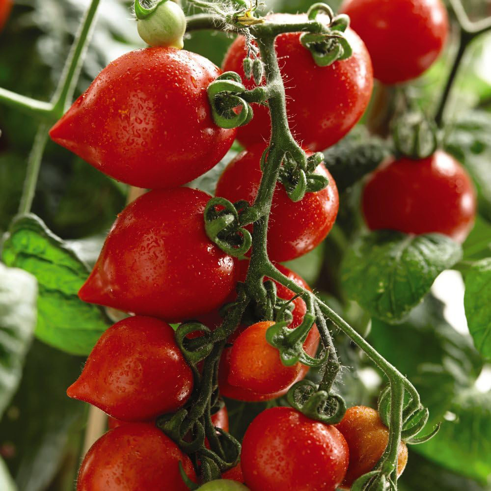 Thompson and Morgan Tomato Heartbreakers Vita F1 Seeds Image 1