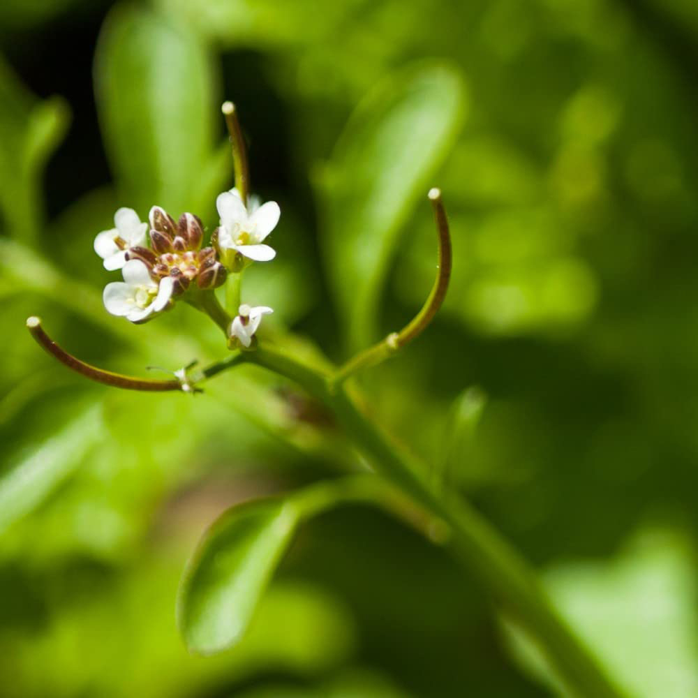 Thompson & Morgan Herb Garden Mint Potted Plant Image 3