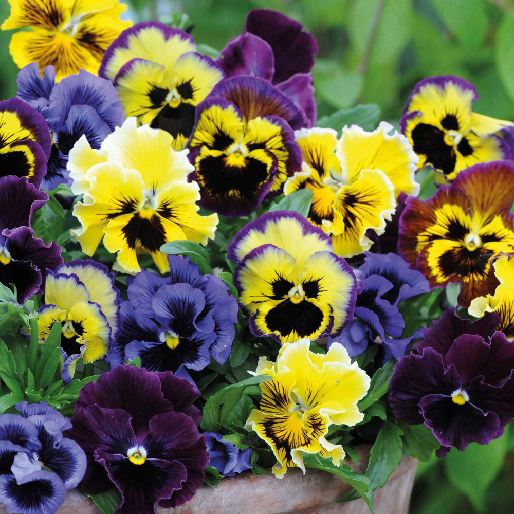 Thompson and Morgan Pansy Frizzle Sizzle Mixed Garden Ready Plant 30 Pack Image 1