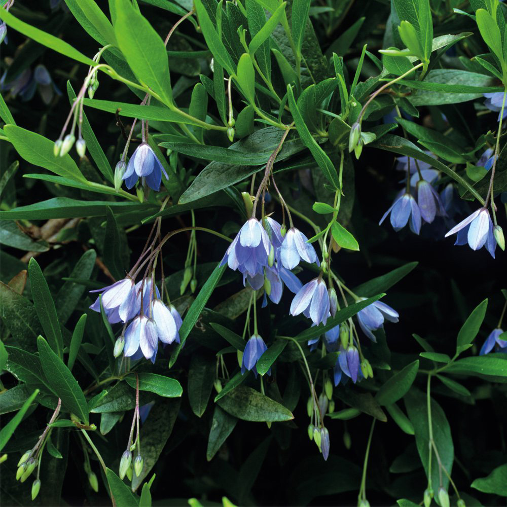 Thompson and Morgan Bluebell Creeper Sollya Heterophylla Plant Pot 2.5L 2 Pack Image 2