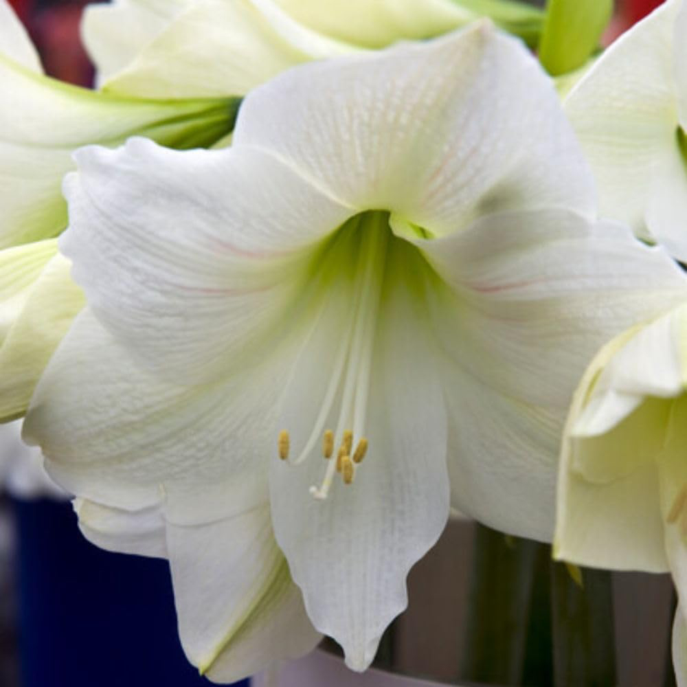 Thompson and Morgan Daffodil Super Scented Jonquilla Collection Planting 50 Bulb Image 2