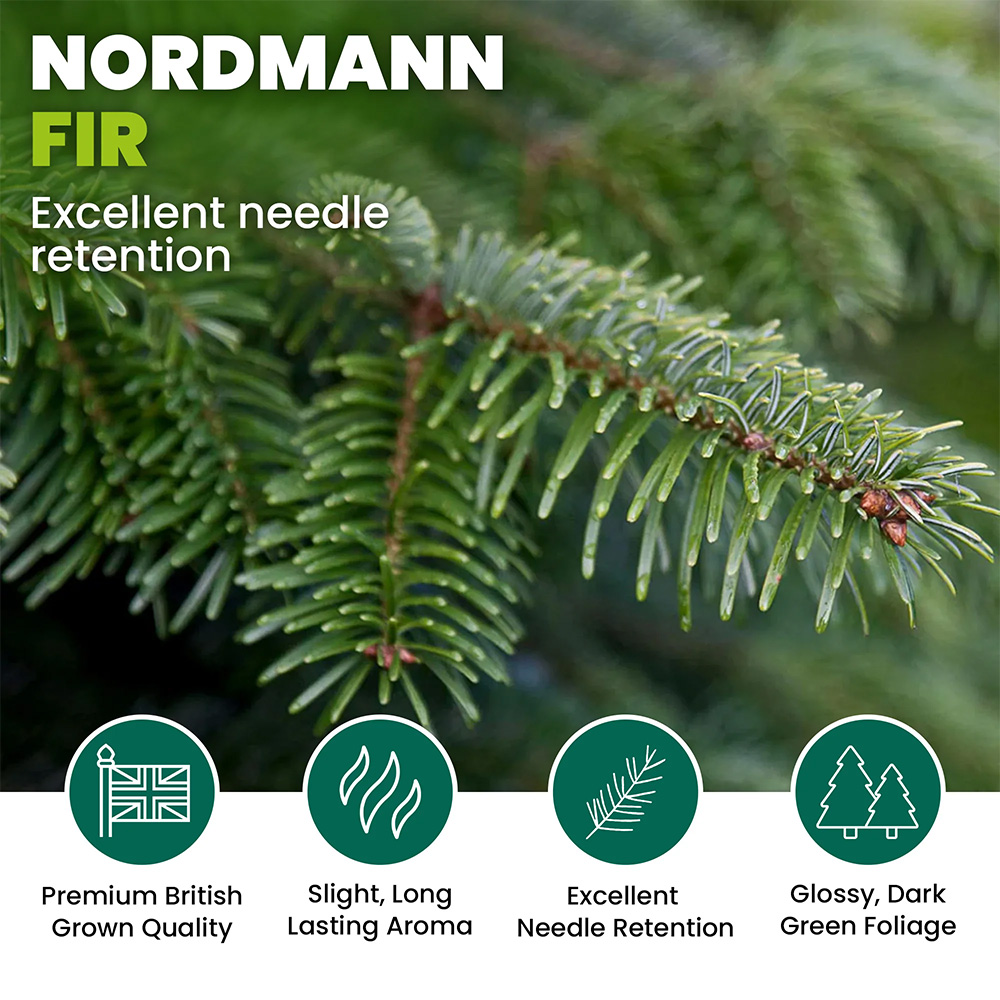 GardenersDream Nordmann Fir Cut Real Christmas Tree 5ft - Delivery 16th - 20th November Image 4