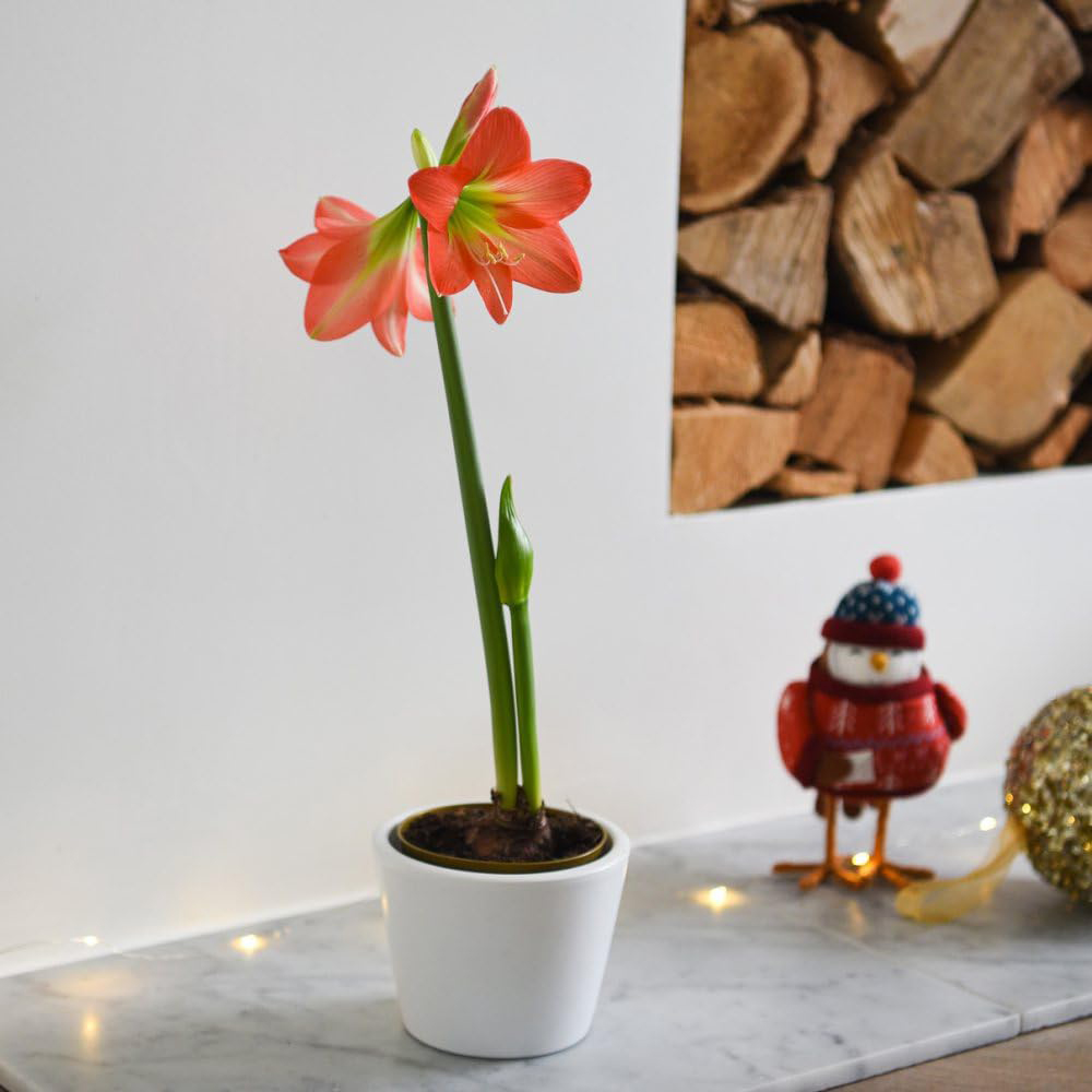 Thompson and Morgan Christmas Gift Amaryllis Hippeastrum Colibri Rascal Plant Pot 10cm 2 Pack Image 1
