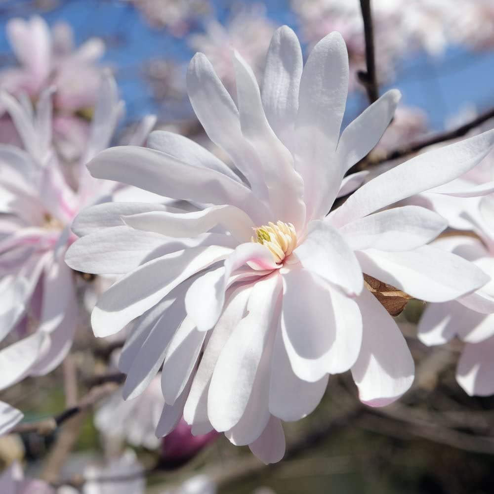 Thompson and Morgan Magnolia Stellata Plant Pot 9cm 2 Pack Image 1