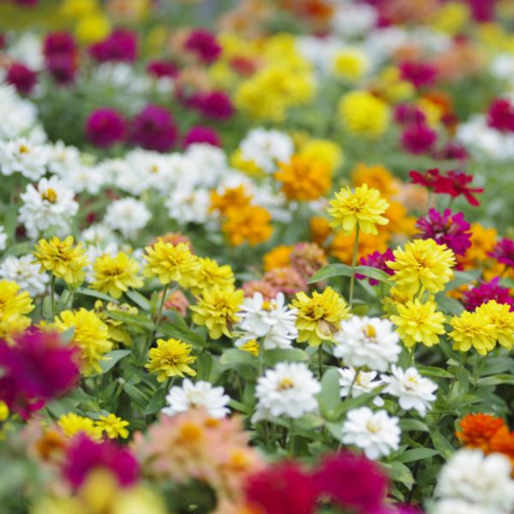Thompson and Morgan Zinnia Profusion Mixed Garden Ready Plant 30 Pack Image 2