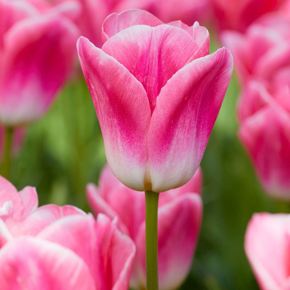 Thompson and Morgan Tulip Dynasty Planting Bulb 10 Pack Image 1