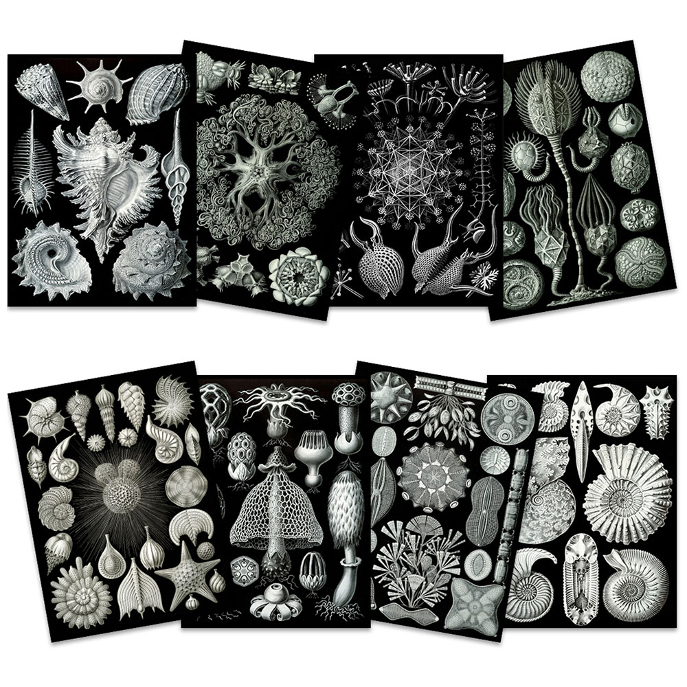 Artery8 Black and White Vintage Ernst Haeckel Botanical Wall Art Print 30 x 41cm 8 Pack Image 1