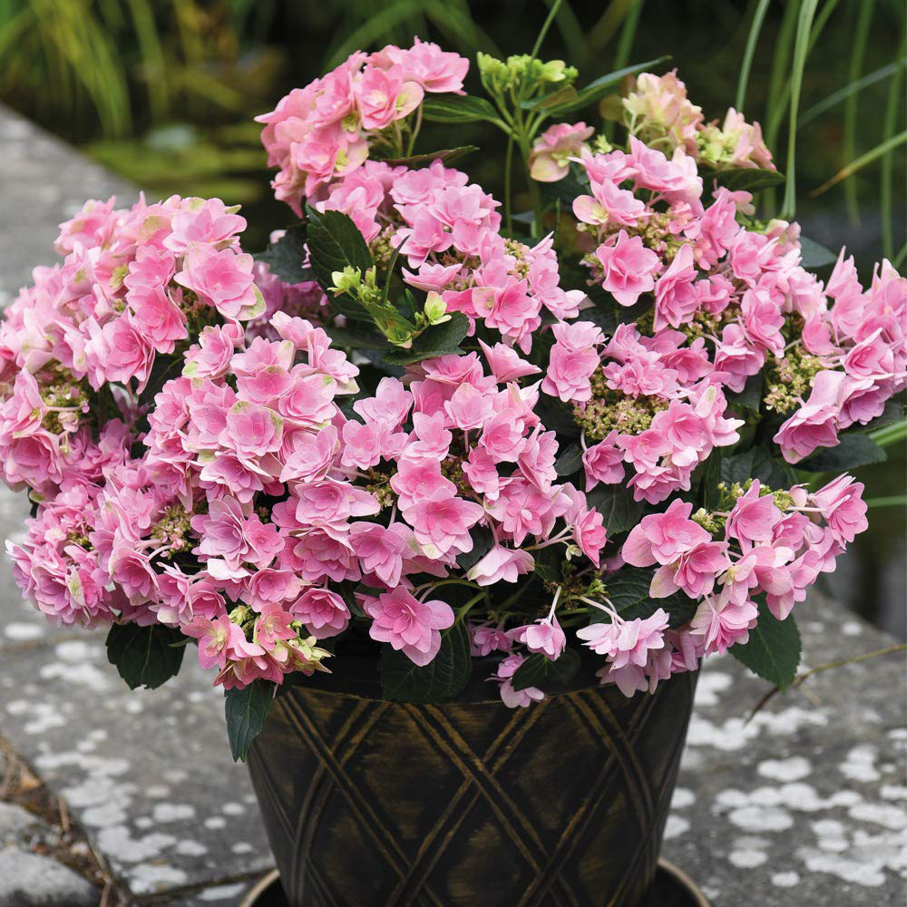Thompson and Morgan Hydrangea Double Dutch Edam Plant Pot 14cm Image 3