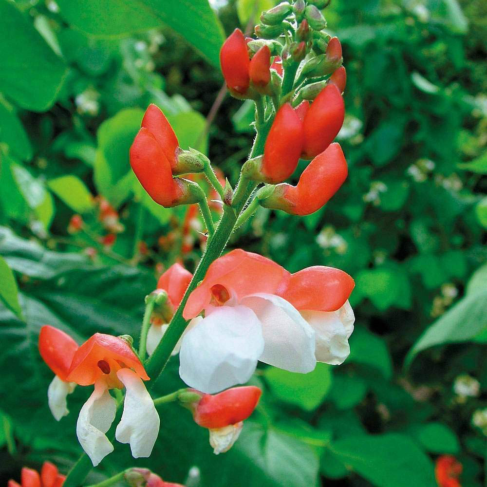 Thompson and Morgan Runner Bean St George Seeds Image 1