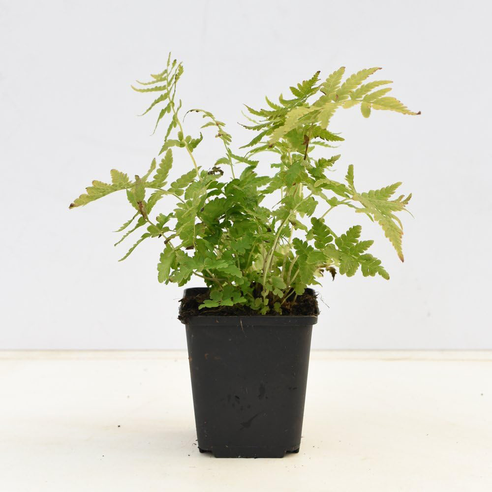 Thompson and Morgan Shuttlecock Fern Plant Pot 9cm Image 6