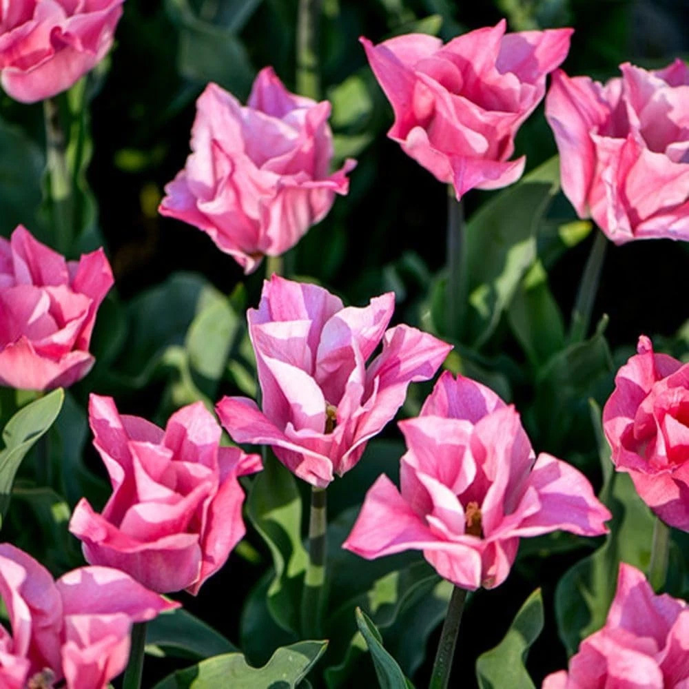 Thompson and Morgan Tulip Miss Elegance Planting Bulb 8 Pack Image 2