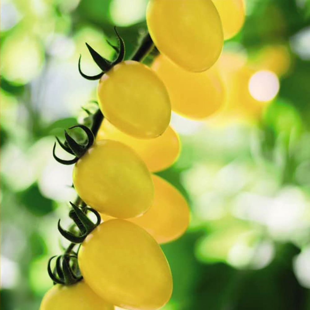 Thompson and Morgan Tomato Limoncito F1 Seeds Image