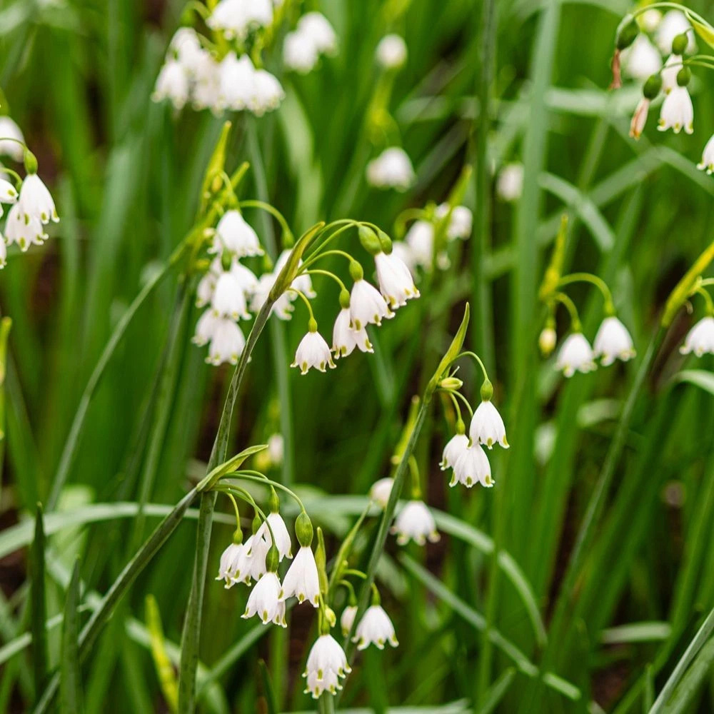 Thompson and Morgan Leucojum Aestivum Summer Snowflake Autumn Planting Bulb 12 Pack Image 7