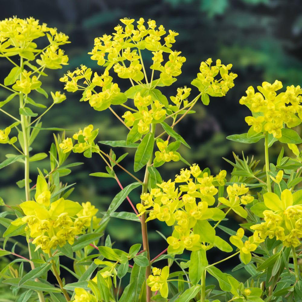 Thompson and Morgan Euphorbia Palustris Plant Pot 9cm Image 2