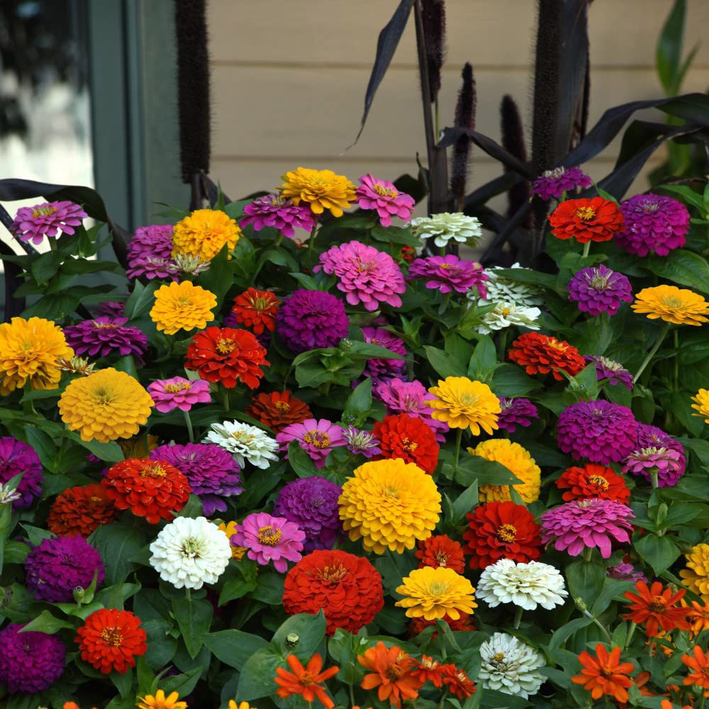 Thompson and Morgan Zinnia Zesty Garden Ready Plant 30 Pack Image 4
