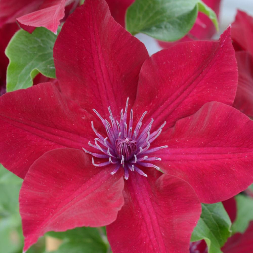 Thompson and Morgan Clematis Boulevard Nubia Plant Pot 10.5cm 3 Pack Image 3