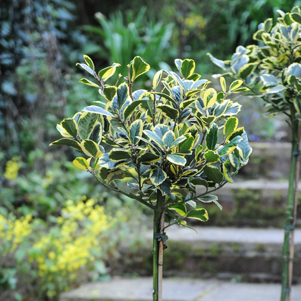 Thompson and Morgan Ilex Holly Golden King Standard Plant Pot 17cm Image 3