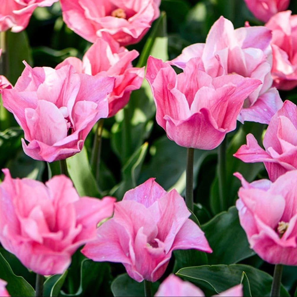 Thompson and Morgan Tulip Miss Elegance Planting Bulb 32 Pack Image 1