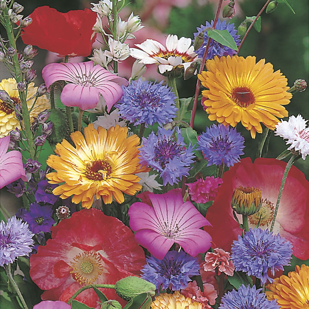 Wilko Cottage Garden Annuals Seeds Image 1