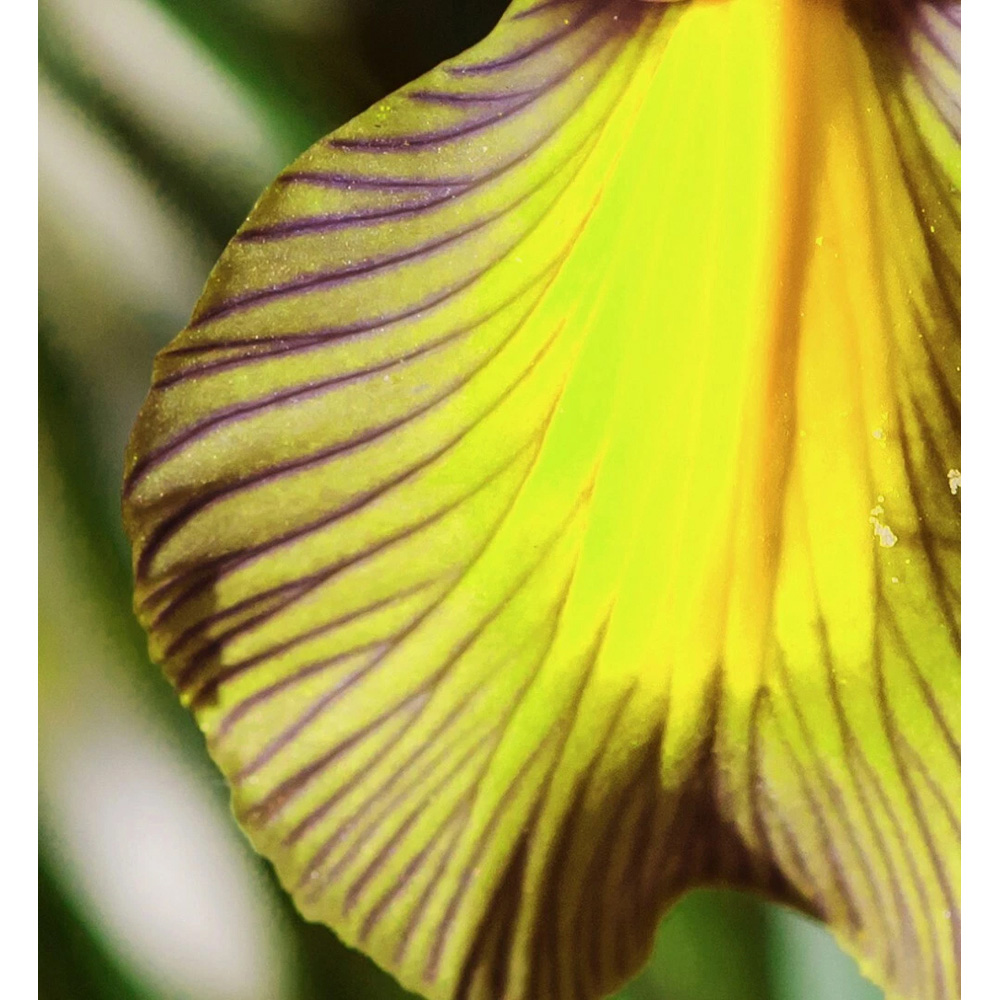 Thompson and Morgan Iris Picasso Autumn Planting Bulb 8 Pack Image 4