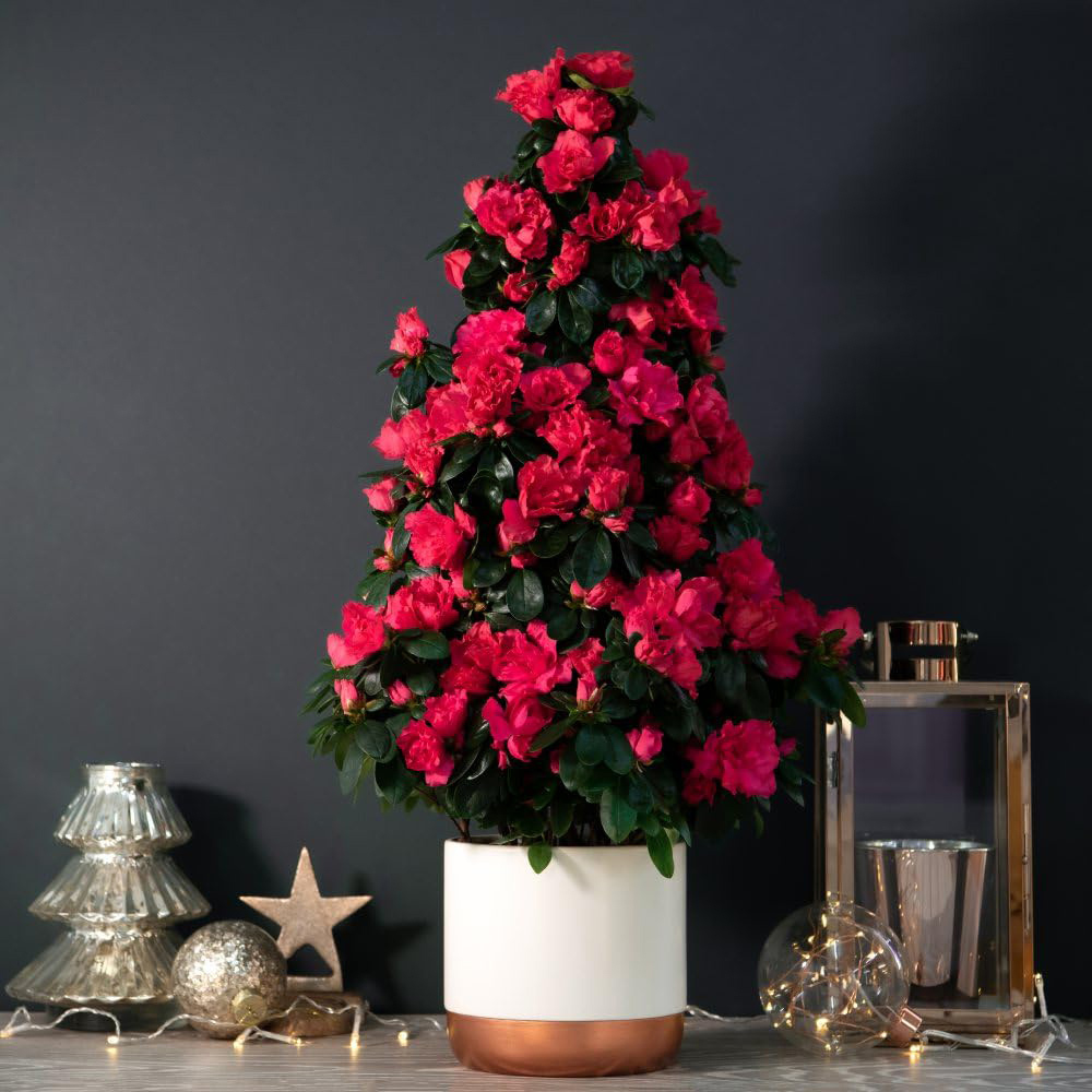 Thompson and Morgan Christmas Gift Azalea Red Pyramid Tree Plant Pot 17cm 2 Pack Image 1