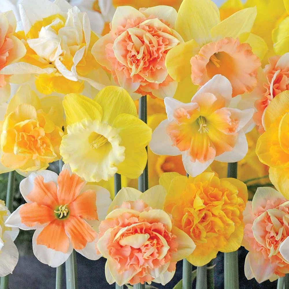 Thompson and Morgan Daffodil Citrus Sorbet Mixed Planting Bulb 20 Pack Image 1