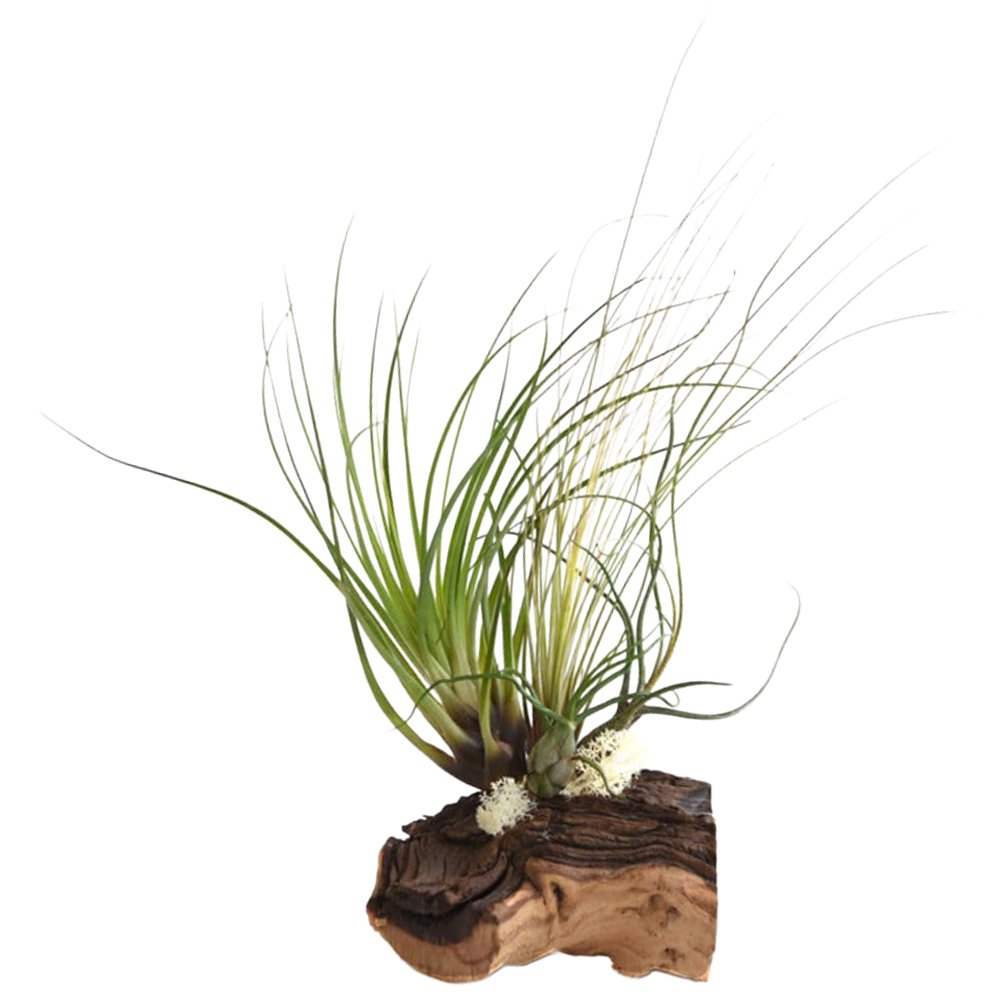 Thompson and Morgan Gift Air Plant on Bog Wood 4 Pack Image 2
