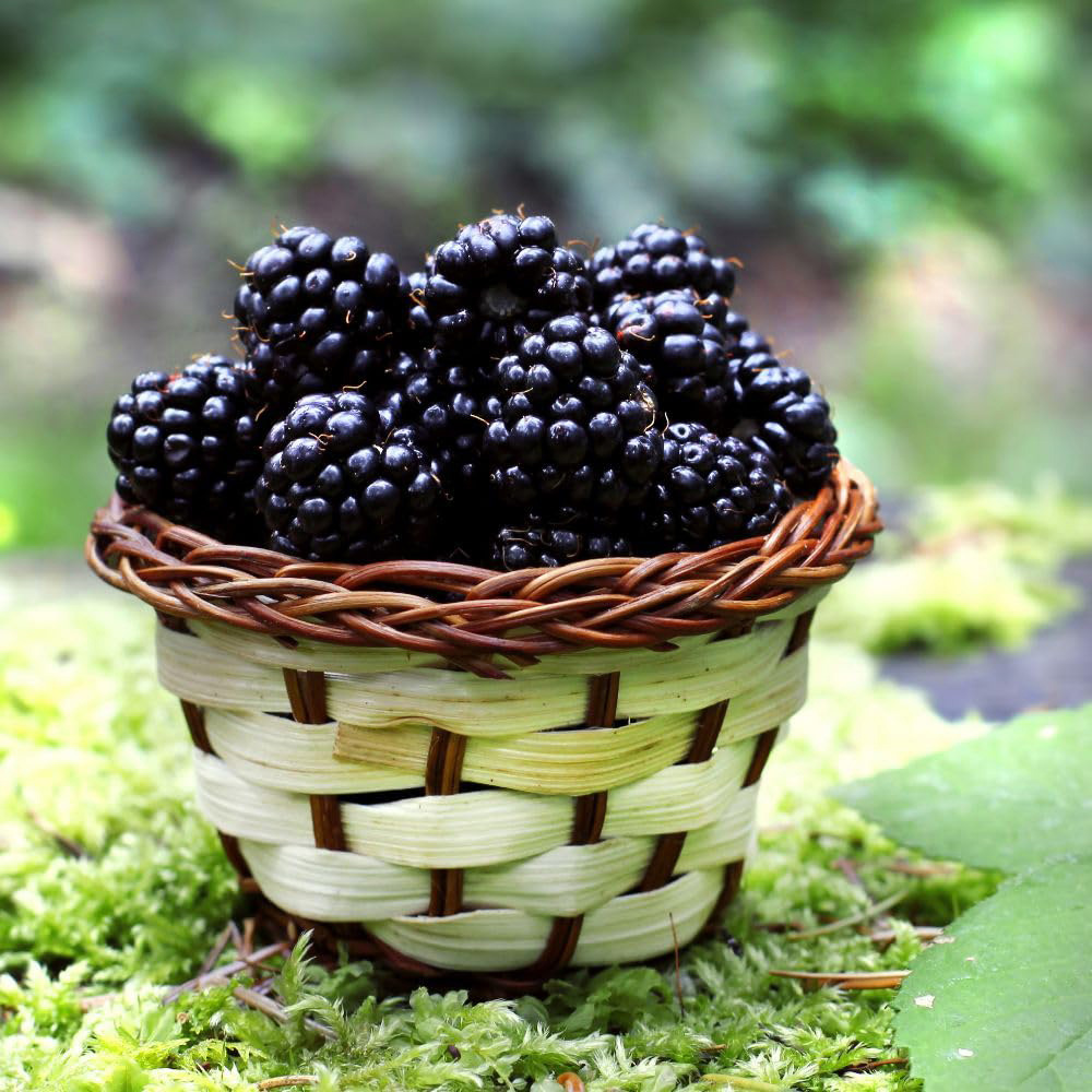 Thompson & Morgan Growers Choice Blackberry Plant Pot 2L 2 Pack Image 2