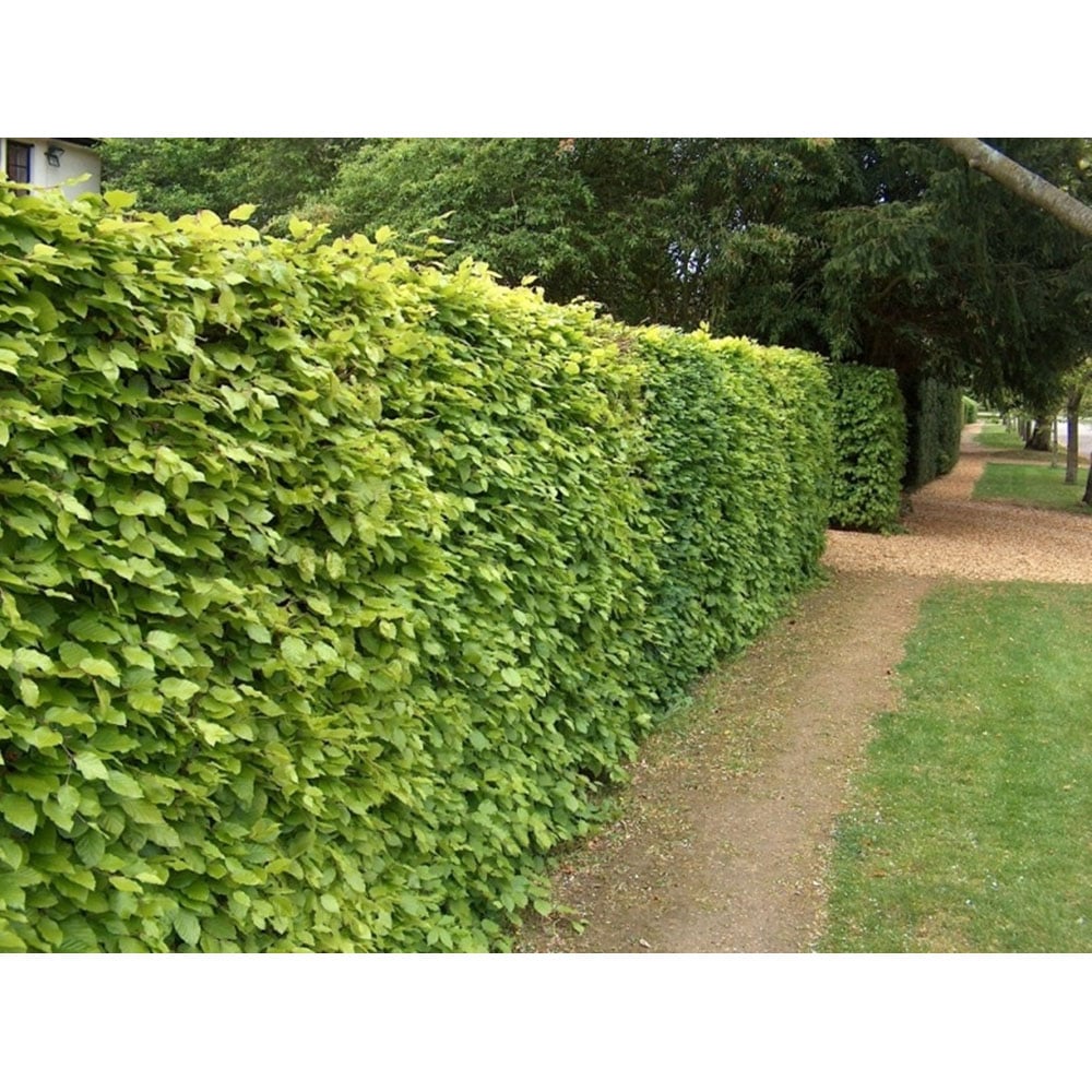 Inspirational Gifting Green Beech Semi-Evergreen Bare Root Hedge Plant Sapling 4-5ft 5 Pack Image 5