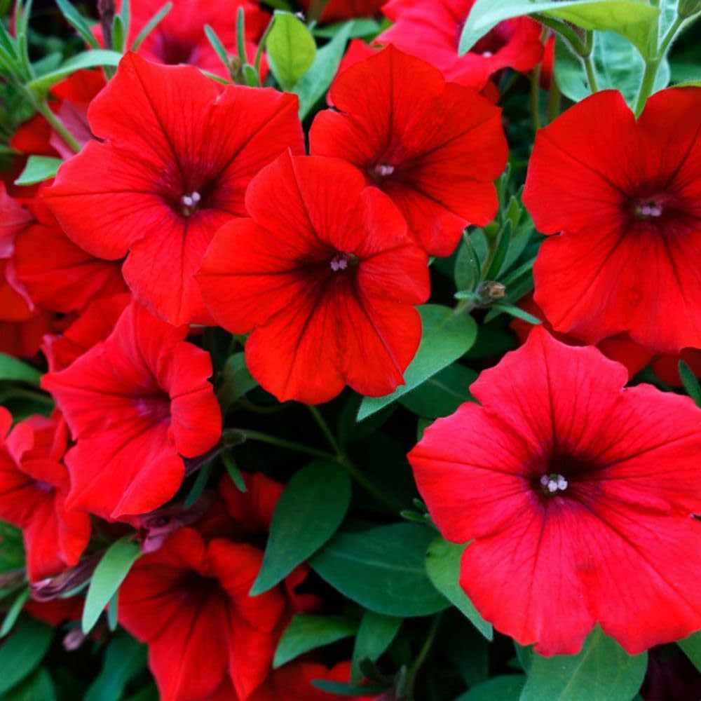 Thompson and Morgan Petunia Deep Red Trailing Surfinia Postiplug Plant 10 Pack Image 1