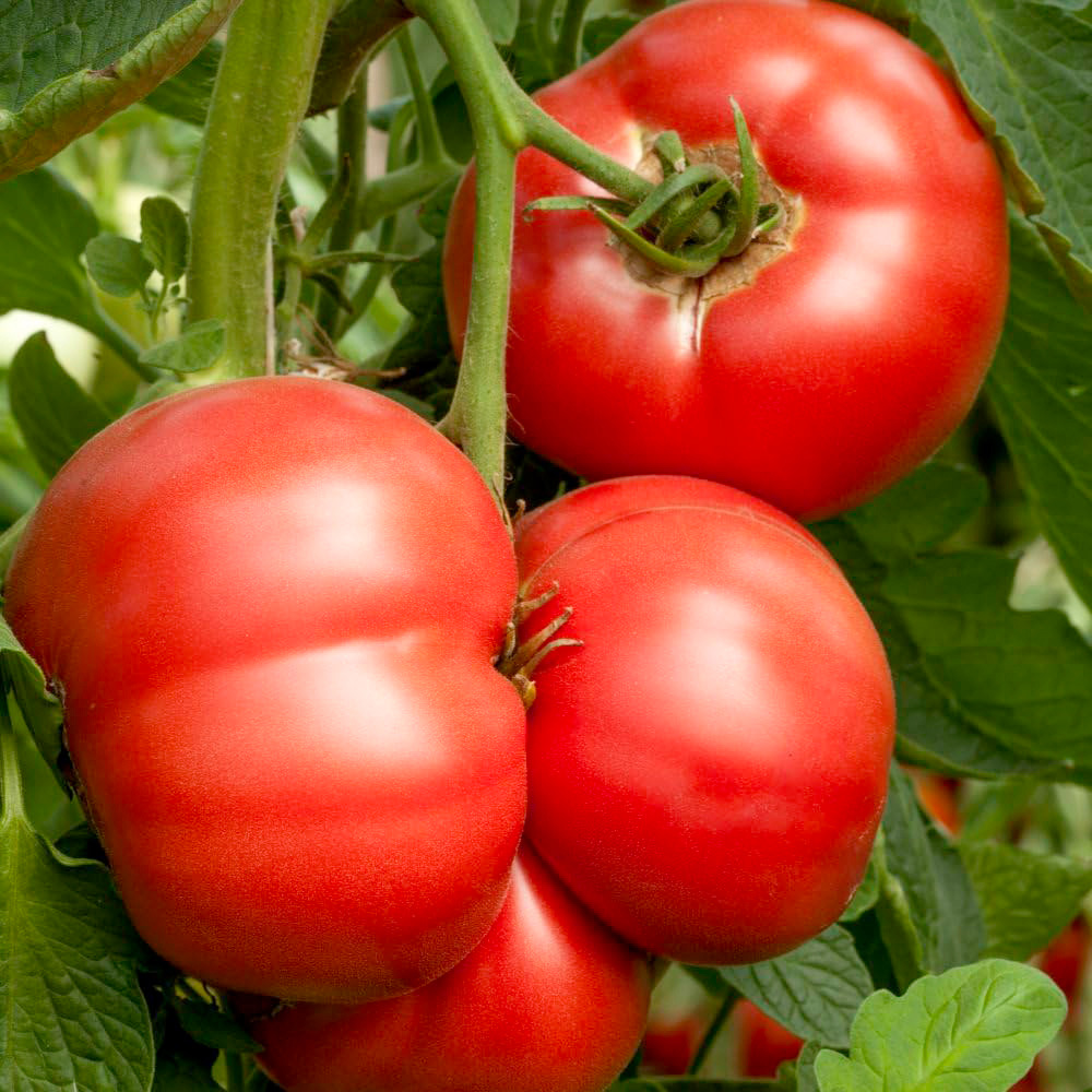 Thompson and Morgan Tomato Crimson Blush Blight Resistant F1 Seeds Image 1