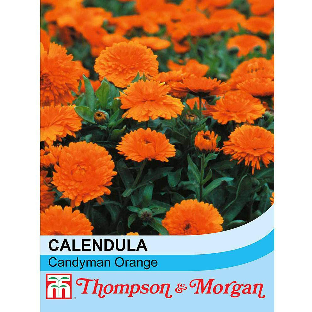 Thompson & Morgan Calendula Candyman Orange Seeds Image 2
