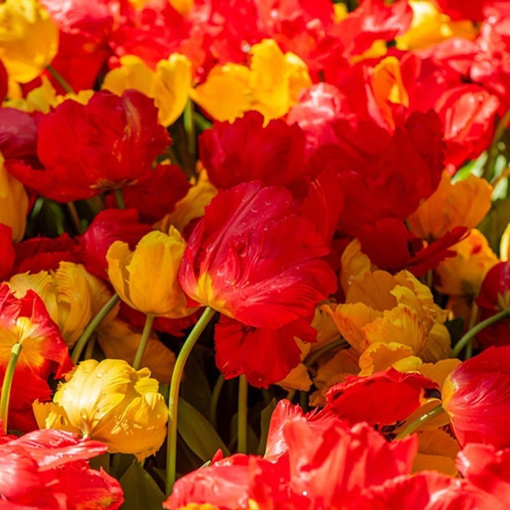 Thompson and Morgan Tulip Giant Phoenix Mixed Planting Bulb 8 Pack Image 4
