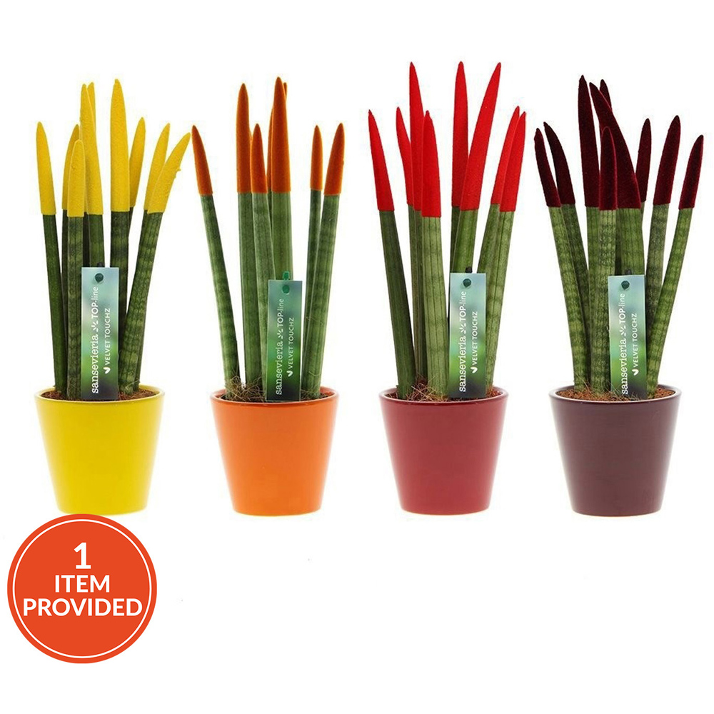 Sansevieria Velvet in Ceramic Pot Image 3