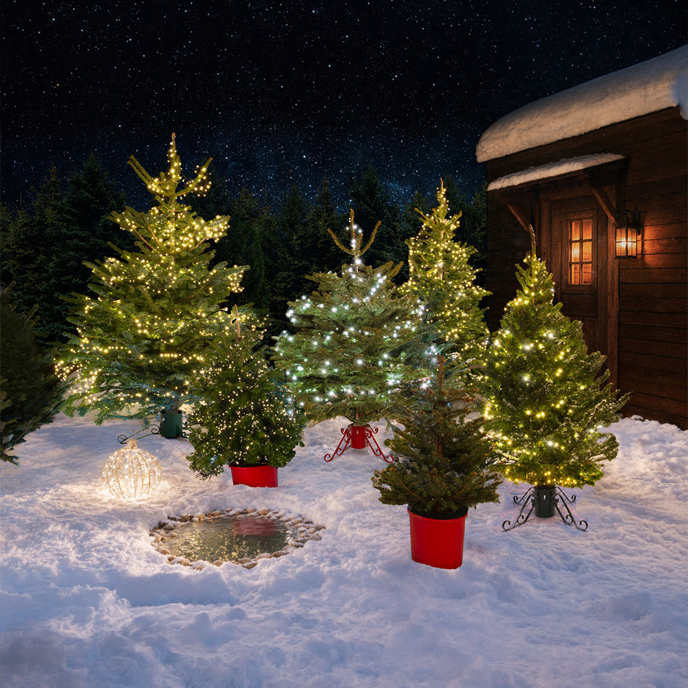 Nordman Fir Real Christmas Tree - Green / 7ft Image 3