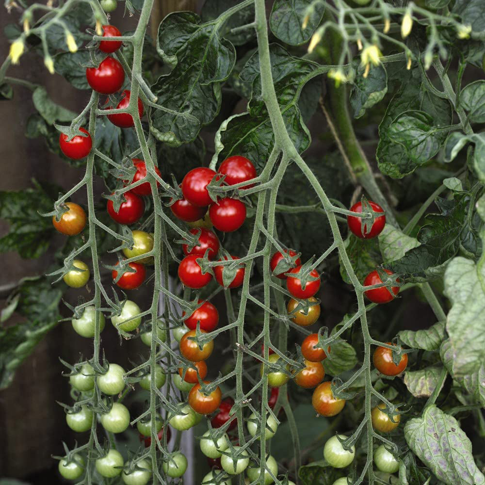 Thompson & Morgan Vegetable Tomato Sweet Million Plug Plant 21mm 6 Pack Image
