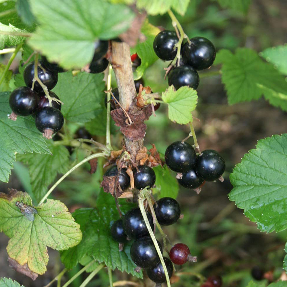 Thompson and Morgan Blackcurrant Ribes Ben Connan Potted Plant 9cm 3 Pack Image 2