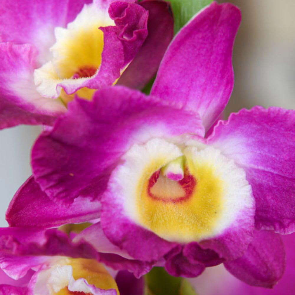 Thompson and Morgan Christmas Gift Orchid Scented Star Class Lilac Plant in Zinc Pot 12cm Image 2