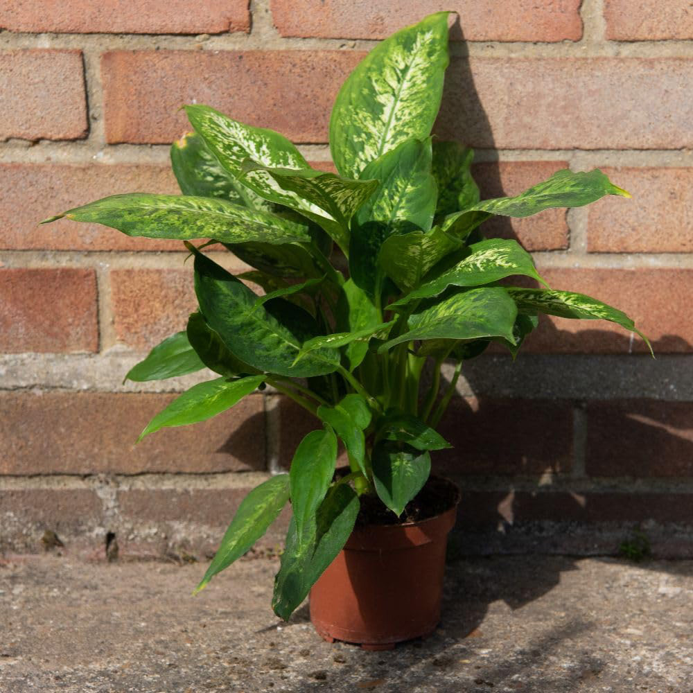Thompson and Morgan Dieffenbachia Maculata Compacta Plant Pot 12cm 2 Pack Image 2