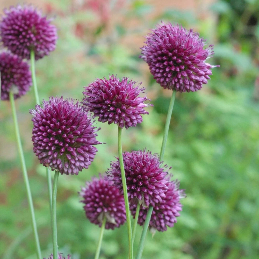 Thompson and Morgan Allium Drumstick Planting Bulb 80 Pack Image 5