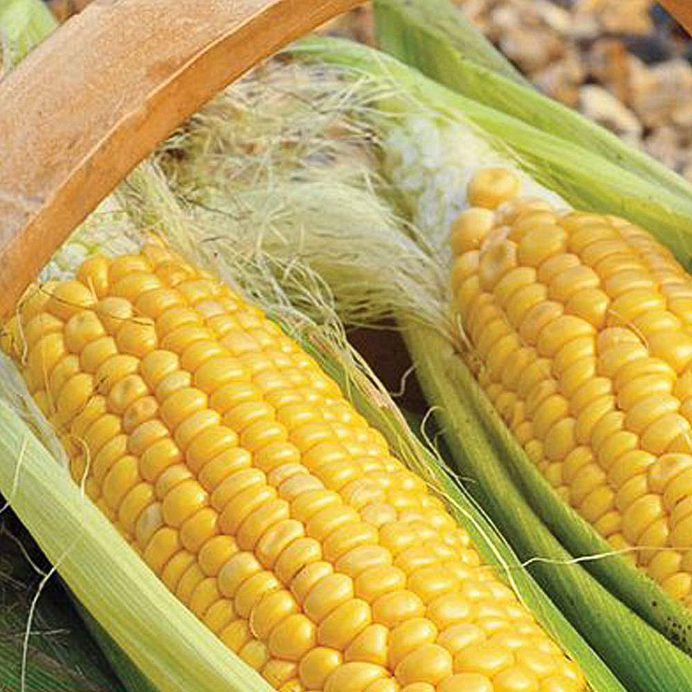 Thompson and Morgan Sweetcorn Golden Gate Seeds Image 1