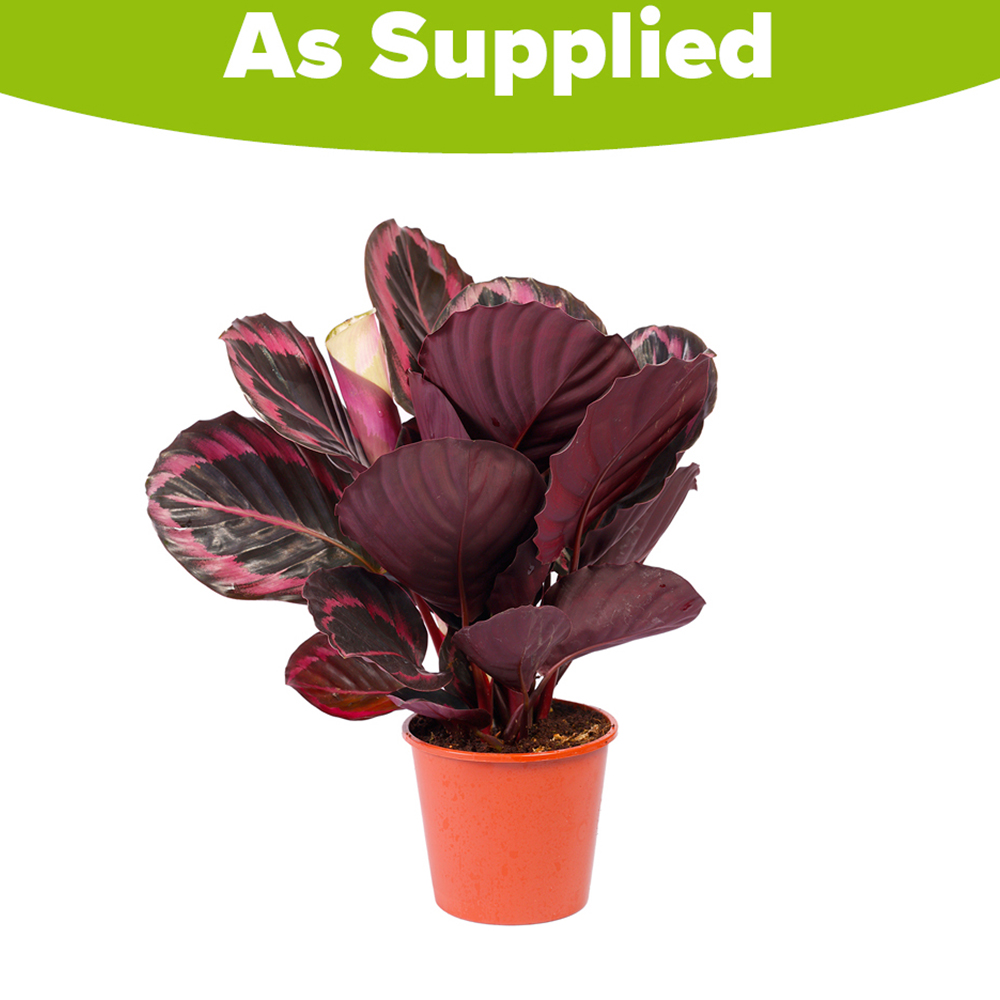 YouGarden Calathea Surprise Star Rose Painted Prayer Plant Pot 14cm Image 2