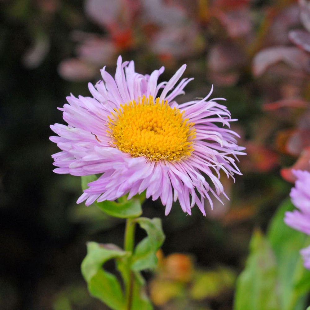 Thompson and Morgan Erigeron Seciosus Pink Jewel Plant Pot 9cm 2 Pack Image 1