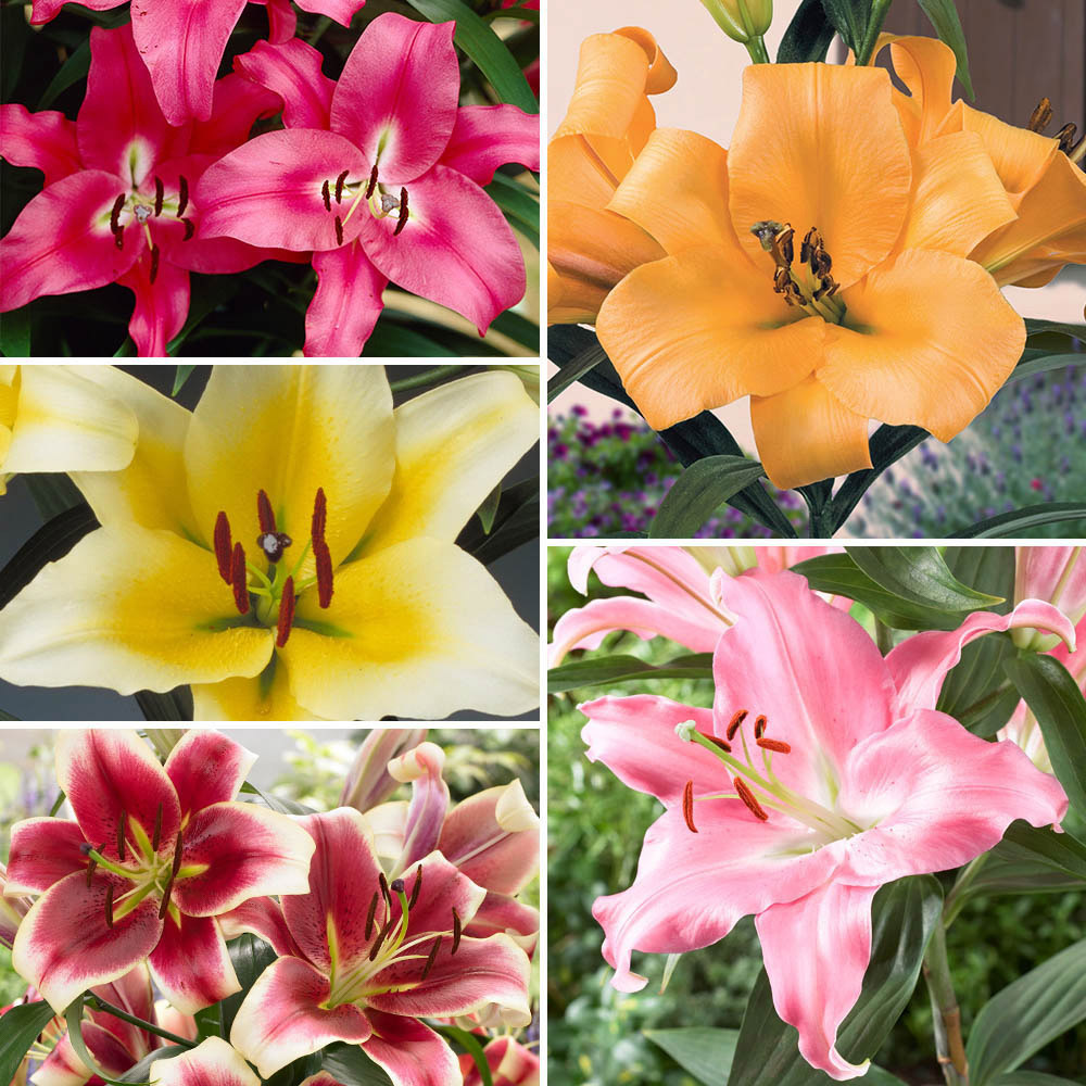 wilko Skyscraper Lilies Mixed Spring Planting Bulbs 5 Pack Image 1