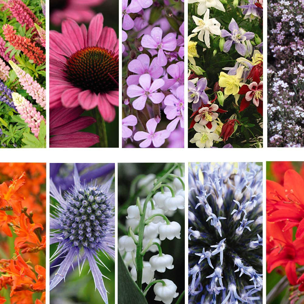 Thompson and Morgan Everlasting Perennial Collection Prepacked Bare Roots 30 Pack Image 1