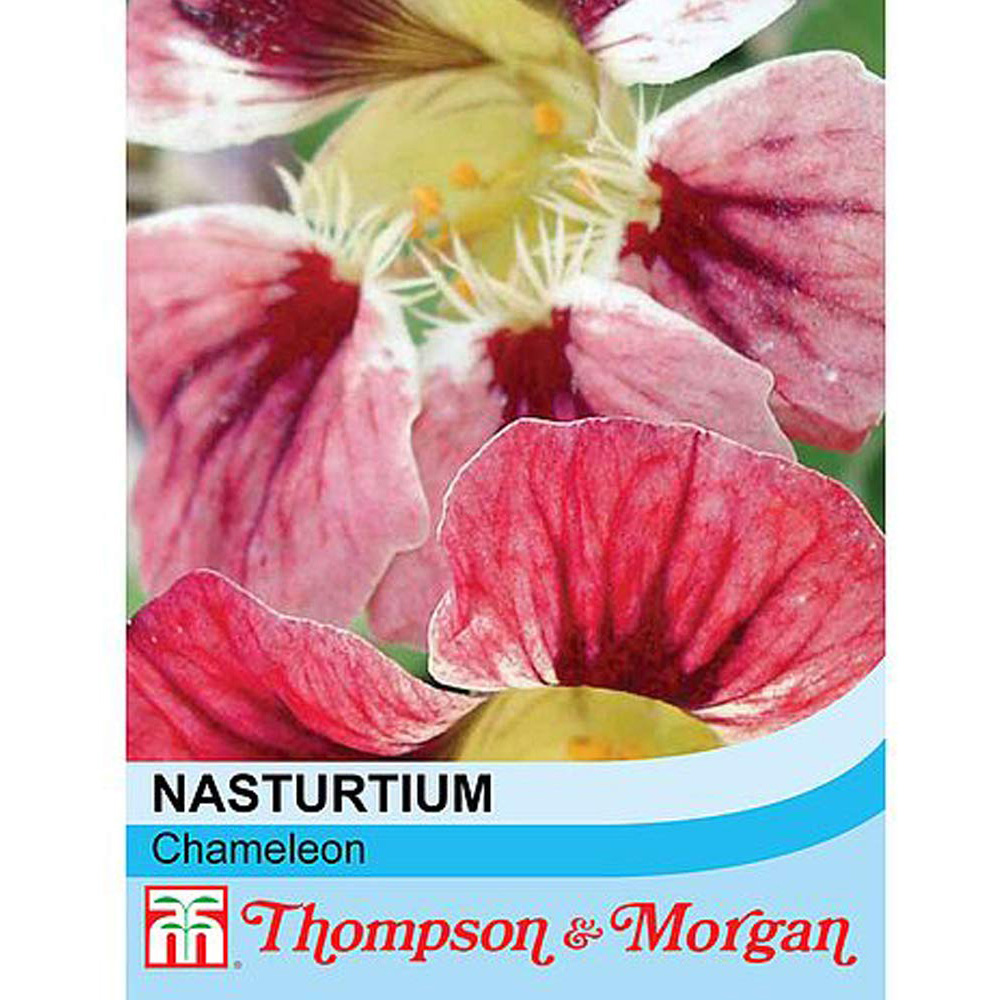 Thompson and Morgan Nasturtium Chameleon Seeds Image 2