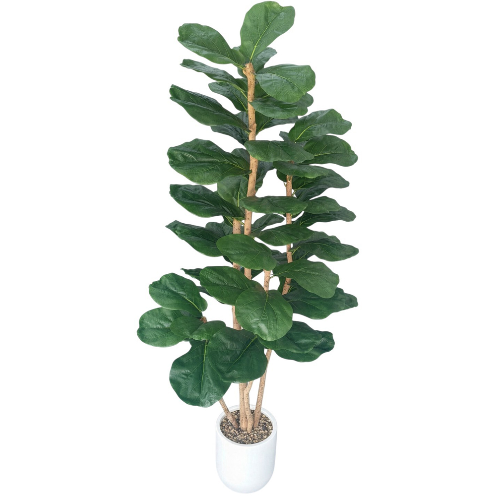 Fiddle Tree in Pot Image 3